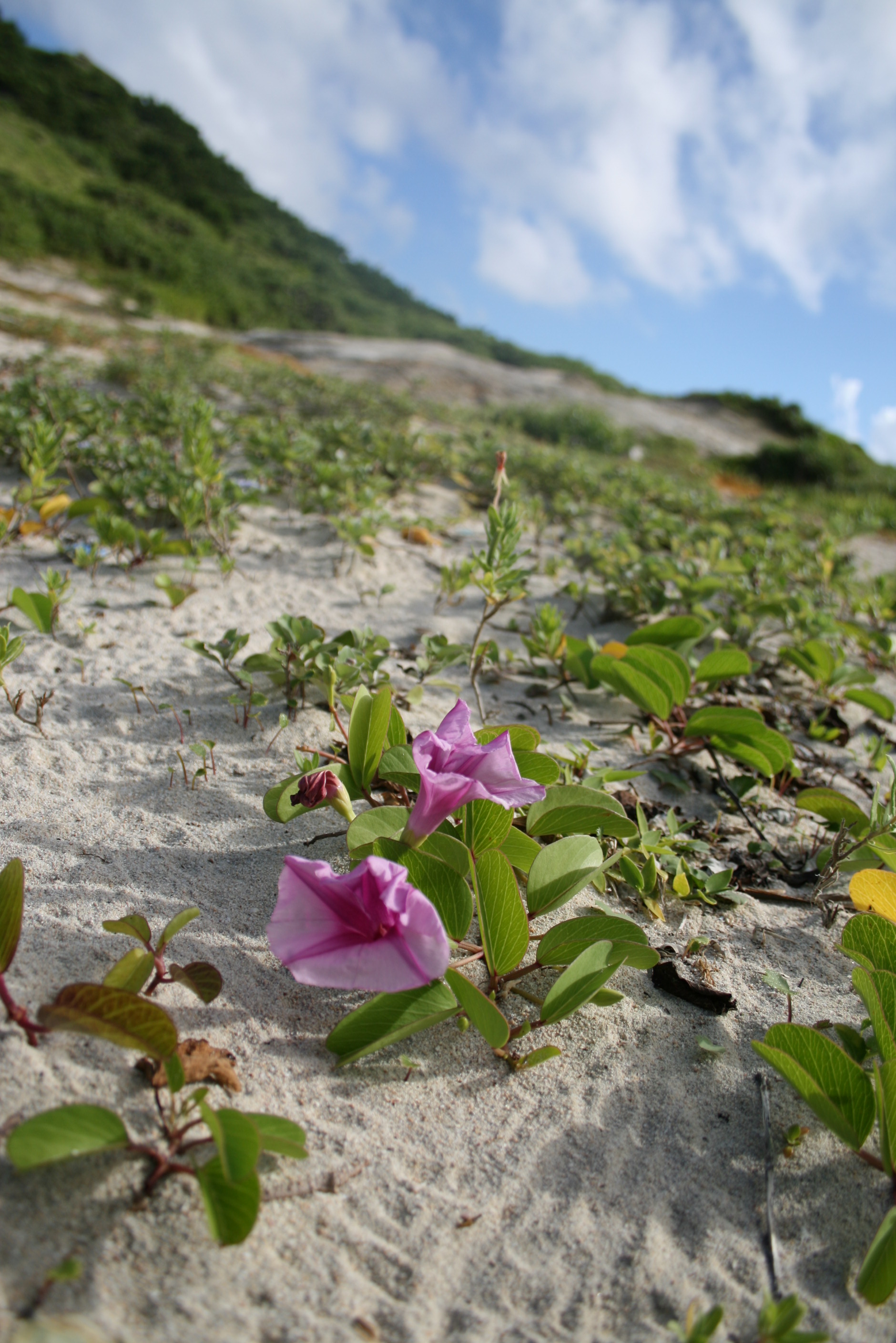 2010.06.26-28 沖縄・渡嘉敷島 208.JPG