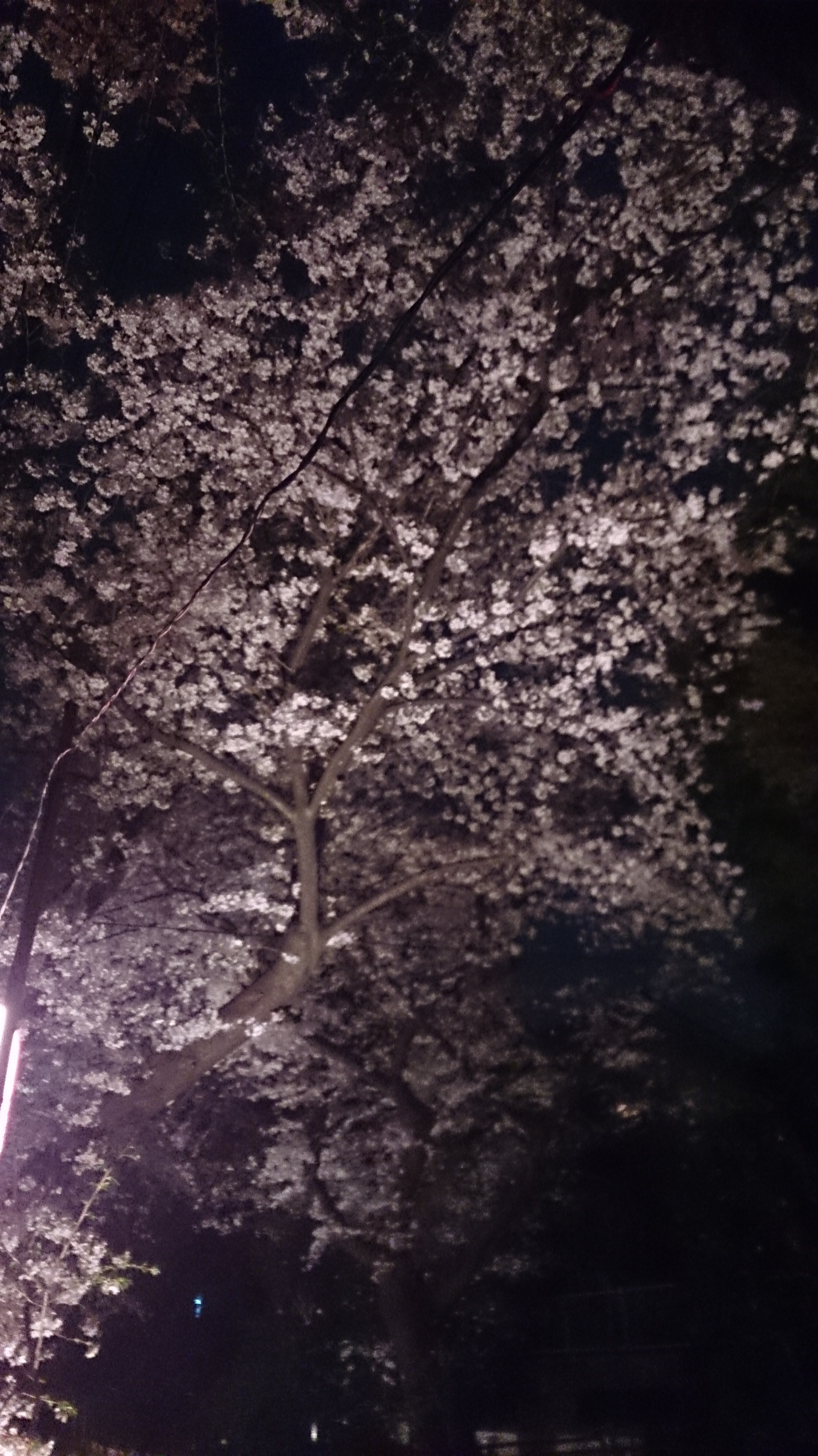 桜３.jpg