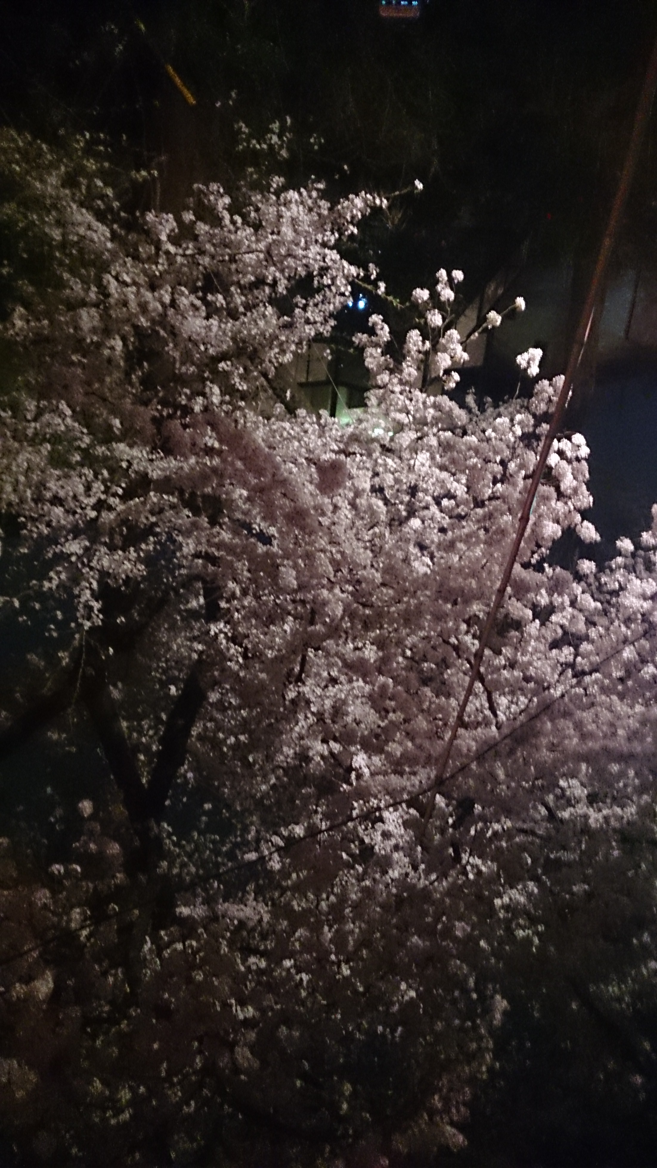 桜４.jpg